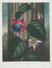 La Passiflore ailée - Robert John Thornton — Ansicht des Kunstwerks