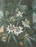 La Passiflore bleue - Robert John Thornton — Ansicht des Kunstwerks