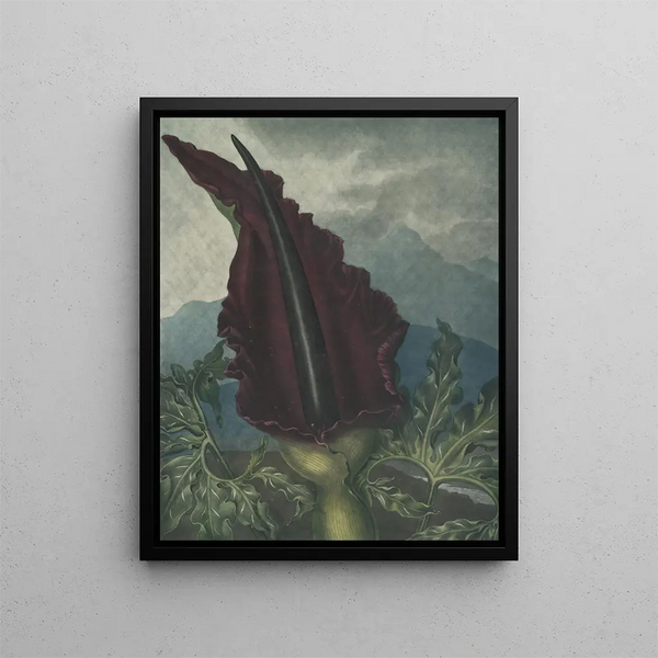 L'Arum-Drache - Robert John Thornton — gerahmtes Bild an der Wand