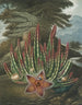 Le Stapelia porteur d'asticots - Robert John Thornton — Ansicht des Kunstwerks