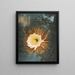 Le Cereus soufflant la nuit - Robert John Thornton — gerahmtes Bild an der Wand
