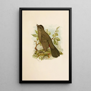 Robert Ridgway - Die Nordamerikanische Vogelwelt pl05.webp