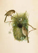Le monde des oiseaux nord-américains pl09 - Robert Ridgway — Ansicht des Kunstwerks