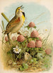 Le monde des oiseaux nord-américains pl29 - Robert Ridgway — Ansicht des Kunstwerks