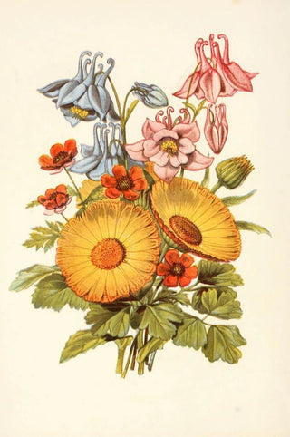 Robert Tyas - Columbine Marigold Pheasants Eye.webp