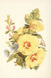 Rose trémière Hépatique Bugrane - Robert Tyas — Ansicht des Kunstwerks