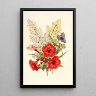 Robert Tyas - Lilac Marvel of Peru Spiderwort.webp