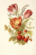 Erdbeere Geißblatt Hyazinthe Tulpe - Robert Tyas — Ansicht des Kunstwerks