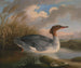 Ein Taucher mit rotem Kopf - Robert Wilkinson Padley — Ansicht des Kunstwerks
