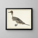 Singschwan - Rochus van Veen — gerahmtes Bild an der Wand
