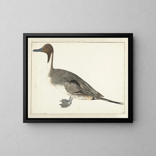 Rochus van Veen - Drake Pintail.webp