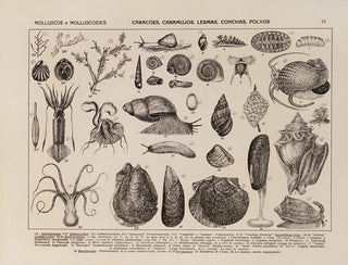 Atlas der brasilianischen Tierwelt Gemälde Pl09 - Rodolpho von Ihering — Ansicht des Kunstwerks