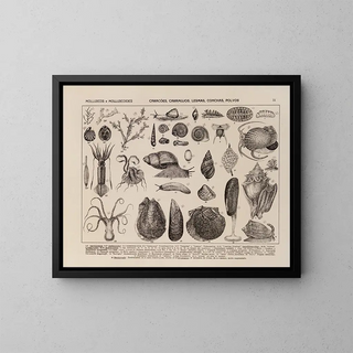 Atlas der brasilianischen Tierwelt Gemälde Pl09 - Rodolpho von Ihering — gerahmtes Bild an der Wand