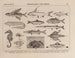 Atlas der Tierwelt Brasiliens Pl12 - Rodolpho von Ihering — Ansicht des Kunstwerks