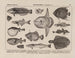 Atlas der Tierwelt Brasiliens Pl13 - Rodolpho von Ihering — Ansicht des Kunstwerks