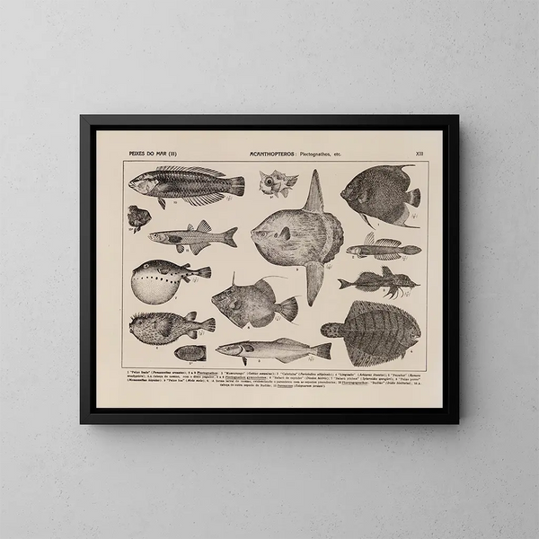 Atlas der Tierwelt Brasiliens Pl13 - Rodolpho von Ihering — gerahmtes Bild an der Wand