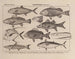 Atlas der Tierwelt Brasiliens Pl14 - Rodolpho von Ihering — Ansicht des Kunstwerks
