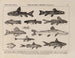 Atlas der Tierwelt Brasiliens Pl15 - Rodolpho von Ihering — Ansicht des Kunstwerks