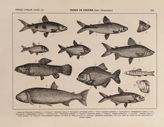 Atlas der Tierwelt Brasiliens Pl16 - Rodolpho von Ihering — Ansicht des Kunstwerks