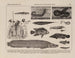 Atlas der Tierwelt Brasiliens Pl17 - Rodolpho von Ihering — Ansicht des Kunstwerks