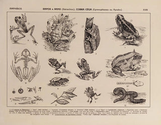 Atlas der brasilianischen Tierwelt Pl18 - Rodolpho von Ihering — Ansicht des Kunstwerks