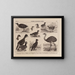 Atlas der Tierwelt Brasiliens Pl22 - Rodolpho von Ihering — gerahmtes Bild an der Wand