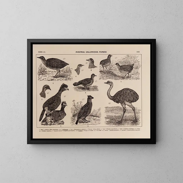 Atlas der Tierwelt Brasiliens Pl22 - Rodolpho von Ihering — gerahmtes Bild an der Wand