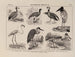 Atlas der Tierwelt Brasiliens Pl23 - Rodolpho von Ihering — Ansicht des Kunstwerks