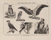 Atlas der Tierwelt Brasiliens Pl25 - Rodolpho von Ihering — Ansicht des Kunstwerks