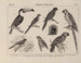 Atlas der Tierwelt Brasiliens Pl27 - Rodolpho von Ihering — Ansicht des Kunstwerks