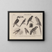 Atlas der Tierwelt Brasiliens Pl27 - Rodolpho von Ihering — gerahmtes Bild an der Wand