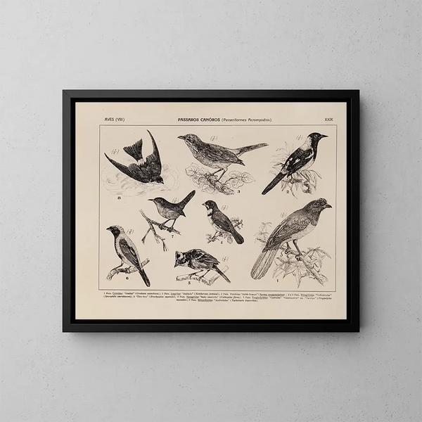 Atlas der Tierwelt Brasiliens Pl29 - Rodolpho von Ihering — gerahmtes Bild an der Wand