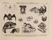 Atlas der Tierwelt Brasiliens Pl30 - Rodolpho von Ihering — Ansicht des Kunstwerks