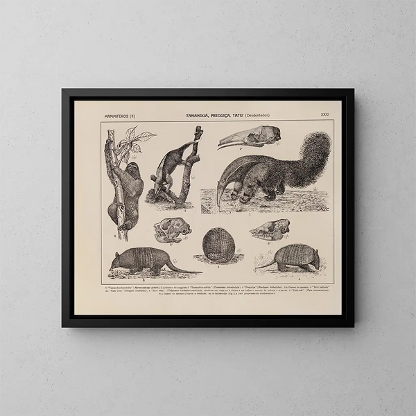 Atlas der brasilianischen Tierwelt Pl31 - Rodolpho von Ihering — gerahmtes Bild an der Wand