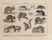 Atlas der Tierwelt Brasiliens Pl32 - Rodolpho von Ihering — Ansicht des Kunstwerks