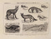 Atlas der Tierwelt Brasiliens Pl35 - Rodolpho von Ihering — Ansicht des Kunstwerks