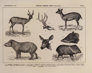 Atlas der Tierwelt Brasiliens Pl36 - Rodolpho von Ihering — Ansicht des Kunstwerks