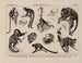 Atlas der Tierwelt Brasiliens Pl37 - Rodolpho von Ihering — Ansicht des Kunstwerks