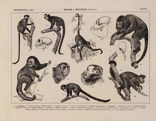 Rodolpho von Ihering - Atlas da Fauna do Brasil Pl37.webp