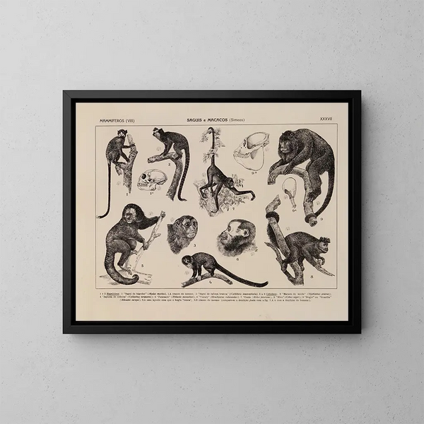 Atlas der Tierwelt Brasiliens Pl37 - Rodolpho von Ihering — gerahmtes Bild an der Wand