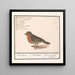 Rotkehlchen Erithacus rubecula - Anselmus Botius de Boodt — gerahmtes Bild an der Wand