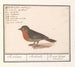 Rotkehlchen Erithacus rubecula - Anselmus Botius de Boodt — Ansicht des Kunstwerks