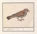 Rousserolle effarvatte Emberiza schoeniclus - Anselmus Botius de Boodt — Ansicht des Kunstwerks