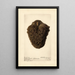 Annona cherimola Golden Russet - Royal Charles Steadman — gerahmtes Bild an der Wand