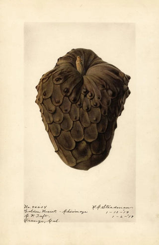Royal Charles Steadman - Annona cherimola Golden Russet.webp