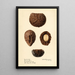 Caryocar nuciferum Souari Nut - Royal Charles Steadman — gerahmtes Bild an der Wand