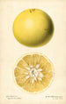 Citrus paradisi - Royal Charles Steadman — Ansicht des Kunstwerks