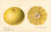 Citrus paradisi Dorothy Seedless - Royal Charles Steadman — Ansicht des Kunstwerks
