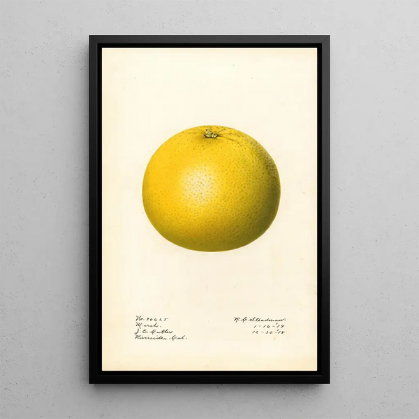 Citrus paradisi Marsh - Royal Charles Steadman — gerahmtes Bild an der Wand