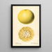 Citrus paradisi - Royal Charles Steadman — gerahmtes Bild an der Wand